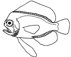 Familia Caristiidae_claves